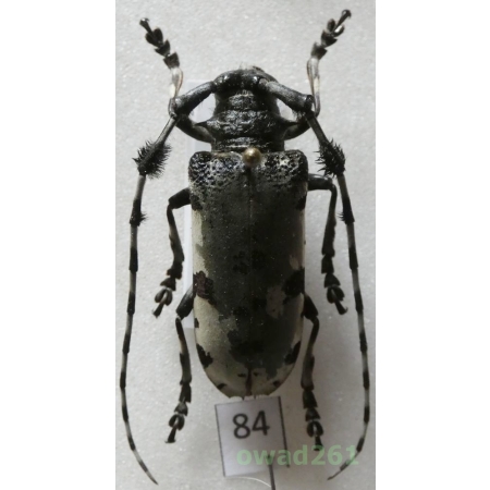 Aristobia voeti Breuning & Itzinger, 1943 33mm Thailand84